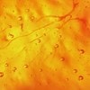 Airlicium